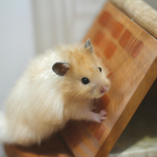 Hamsters/Guinea Pigs