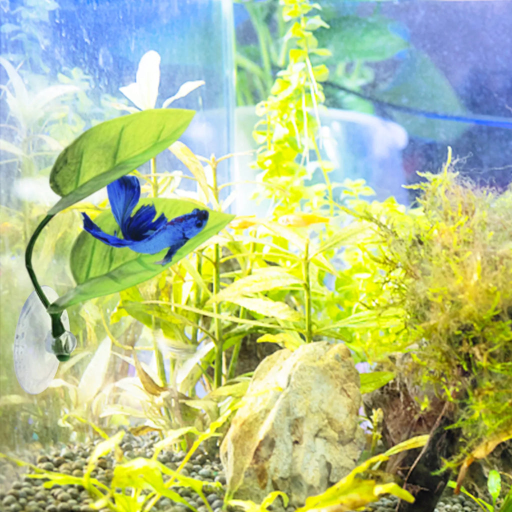 Betta Fish Leaf Pad