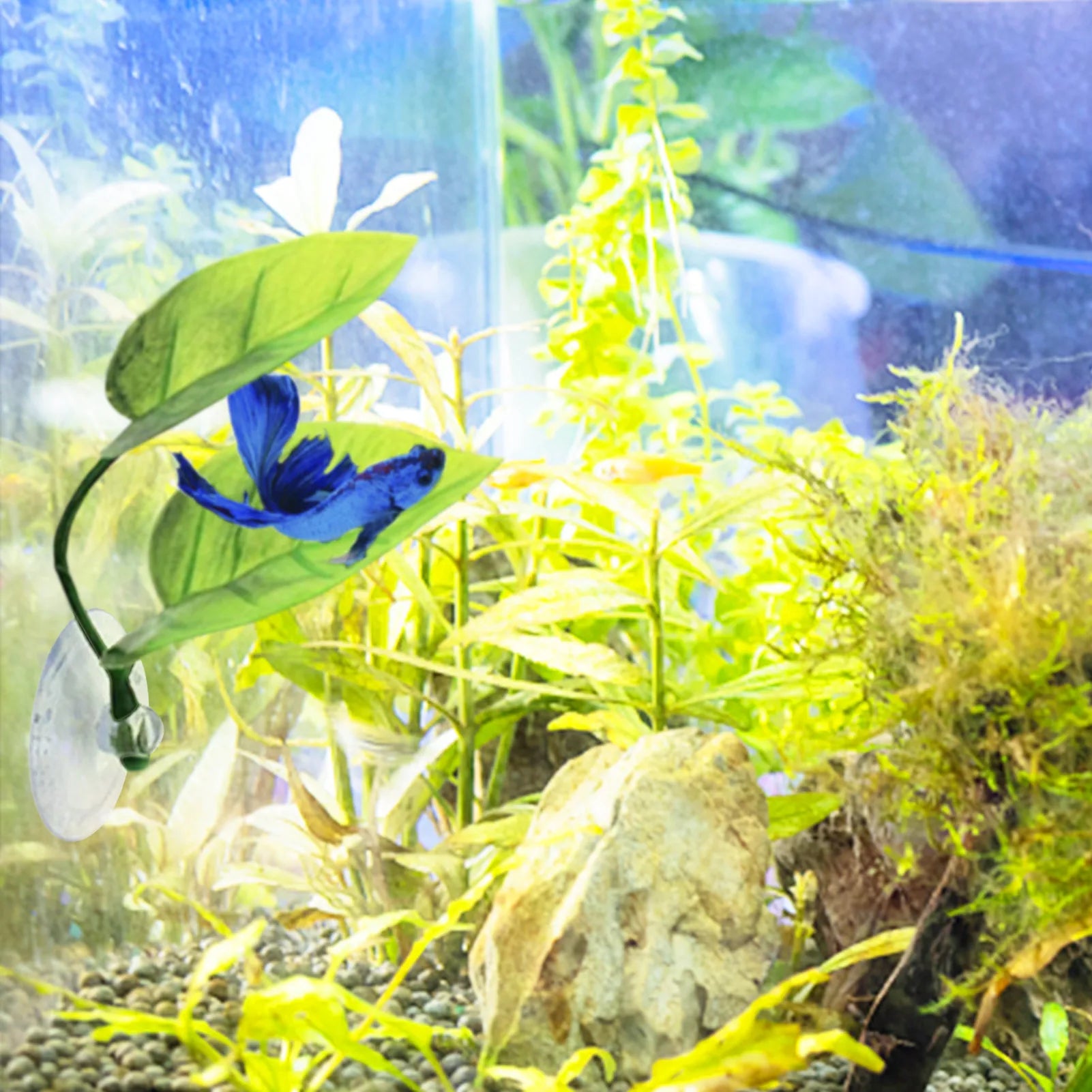 Betta Fish Leaf Pad
