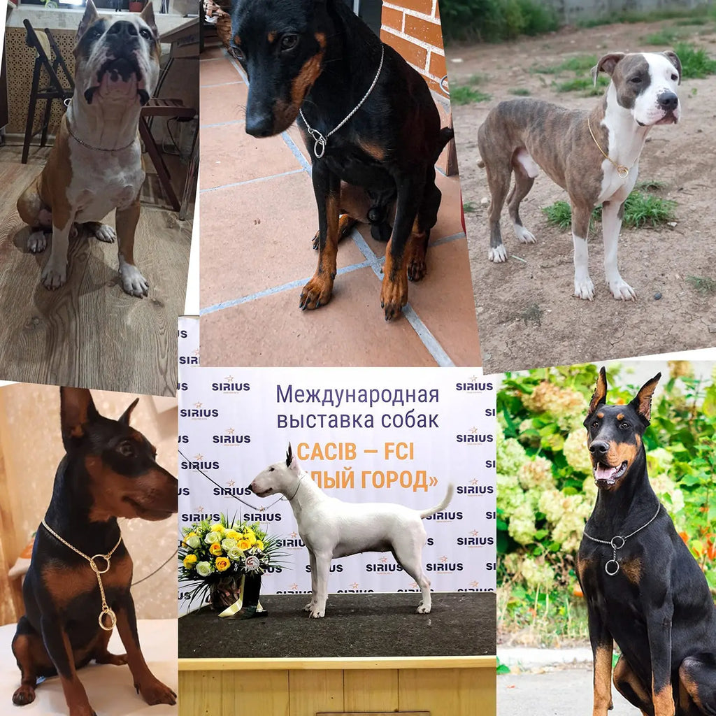 Heavy Duty  Anti-Rust Dog Training Collars