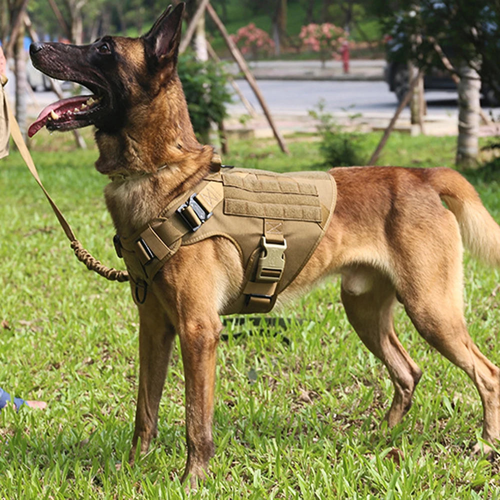 Large Dog Harness, Collar, And Leash Set for Training Walking