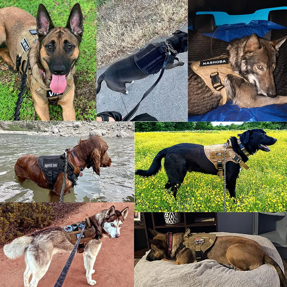 Large Dog Harness, Collar, And Leash Set for Training Walking